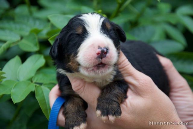 Chiots bouvier bernois à adopter 