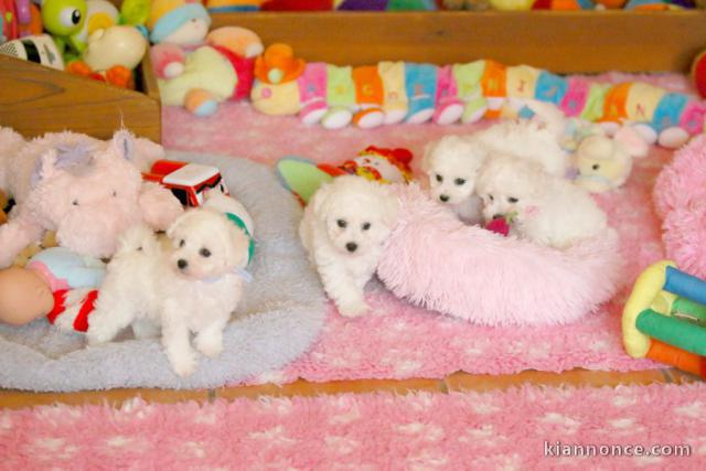Chiots bichon maltais à adopter 