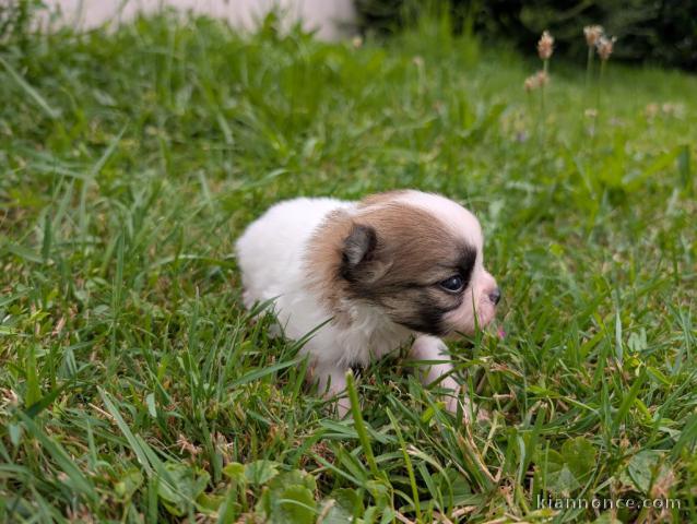 chiot bouledogue français à réserver 