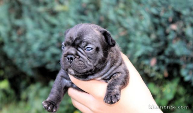 chiots bouledogue français à donner 