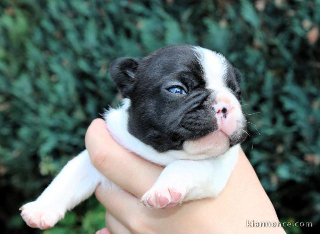 chiots bouledogue français à donner 