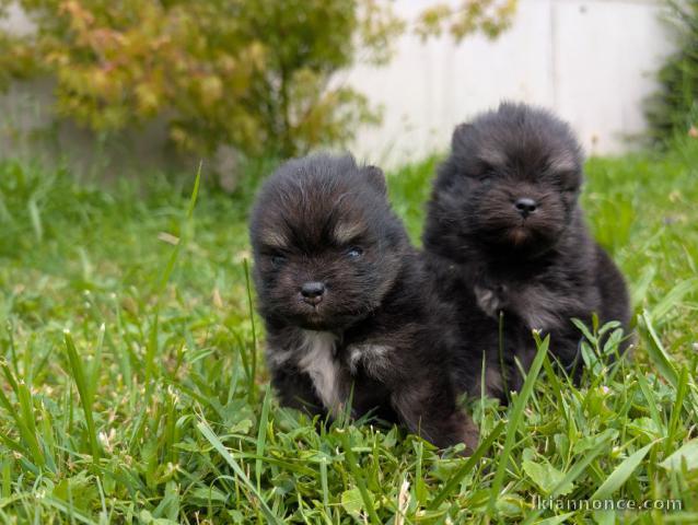 ons chiot spitz allemand race pure 