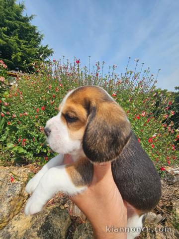 chiots beagle disponible pour adoption 