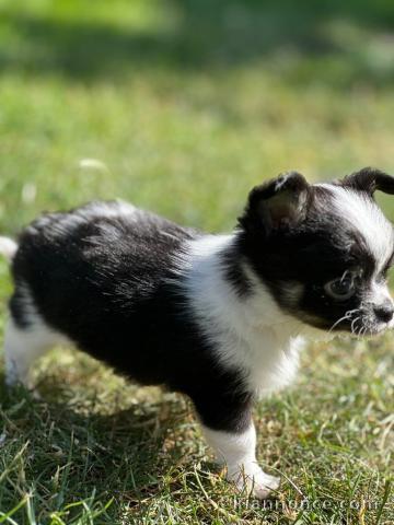 Chiots chihuahua disponible pour adoption 