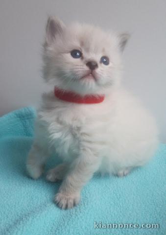 je donne chaton ragdoll disponible 