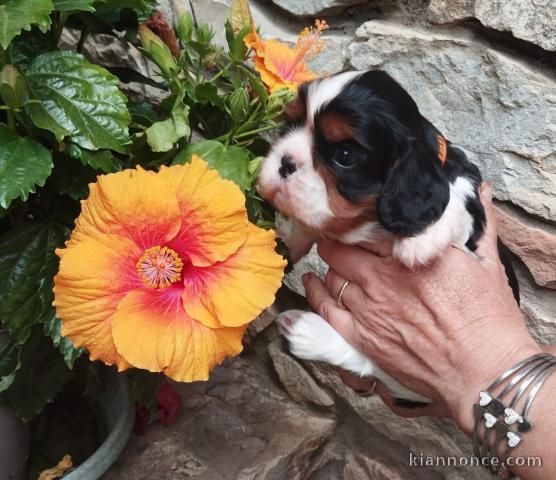 chiots cavalier king charle femelle a donner 