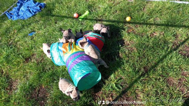 chiots bouledogue français à donner 