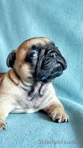 chiots bouledogue français à donner 