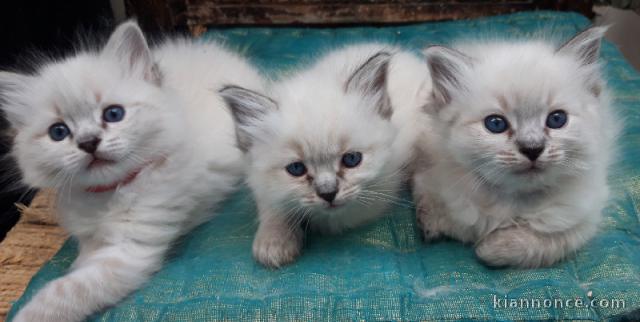 chaton ragdoll disponible pour adoption 