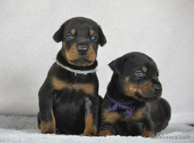 chiots doberman a donner 