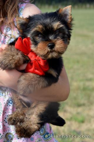 chiots Yorkshire terrier femelle à donner 