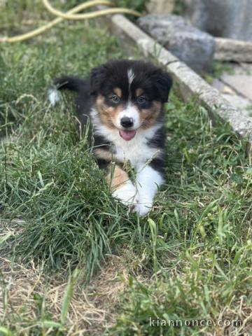 chiots berger américain minuature a donner 