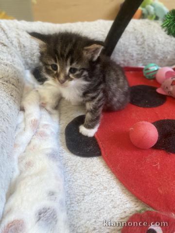 chaton norvegien a donner 
