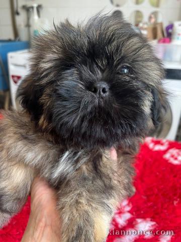 Chiots Shih Tzu à donner 