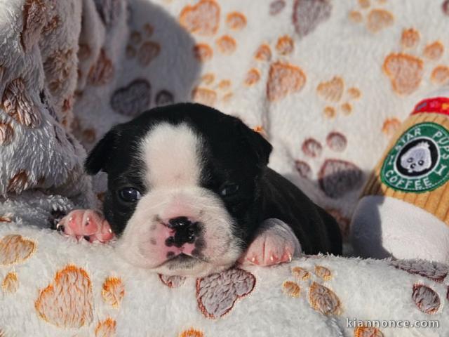 Chiots boston terrier mâle à donner 