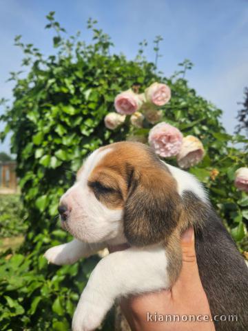 Chiots beagle à donner 