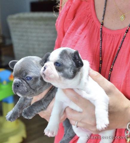 Chiots bouledogue français disponible 