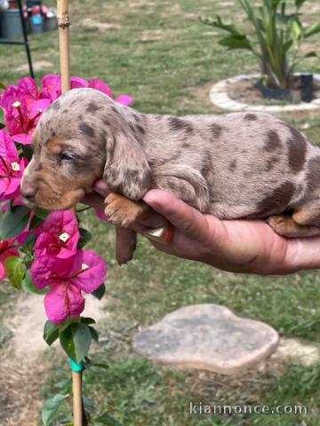 Adoption chiot teckel alerquin 