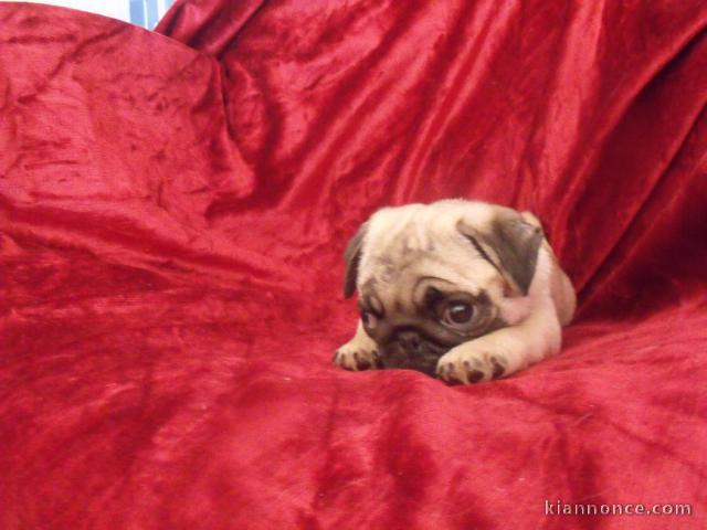 Adoption chiot carlin disponible 