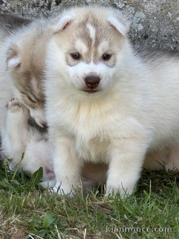 Bébé chiot husky sibérien adorable 
