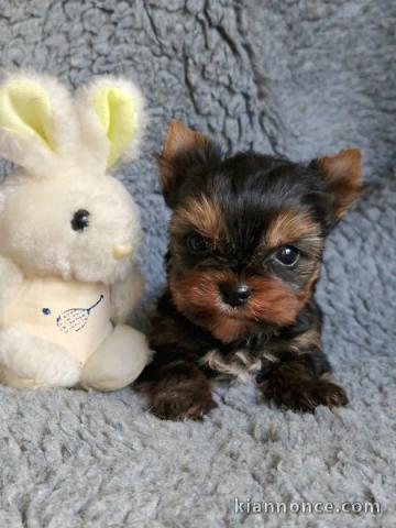 Dons chiot Yorkshire femelle 