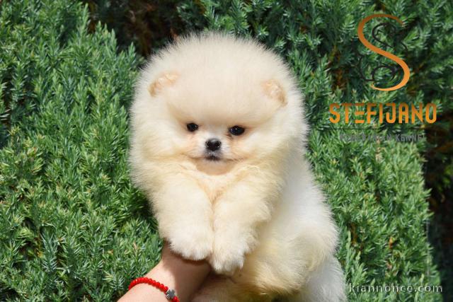Poméranien BOO chiots à vendre