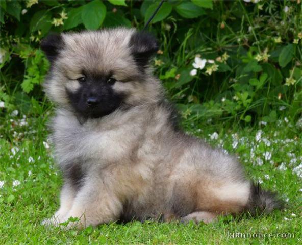 Adopter chiot spitz allemand 