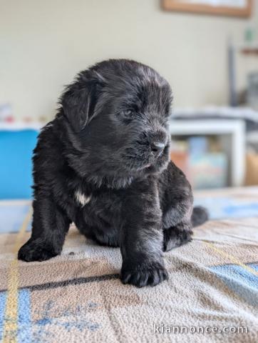 magnifique chiot Terre neuve a donné 