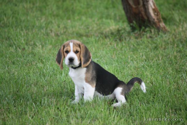 magnifique chiot beagle disponible 