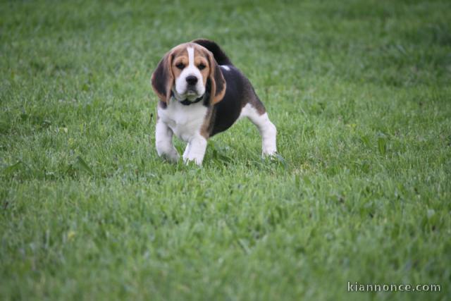 magnifique chiot beagle disponible 