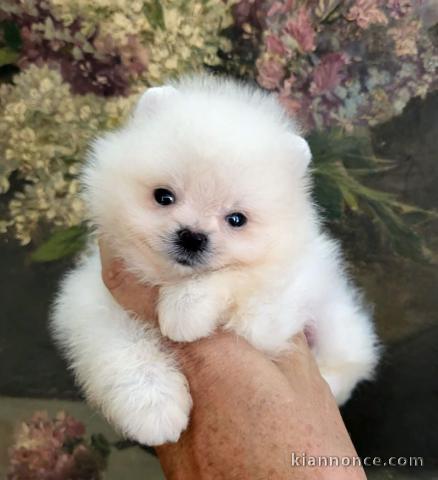 bébé chiot spitz allemand femelle 
