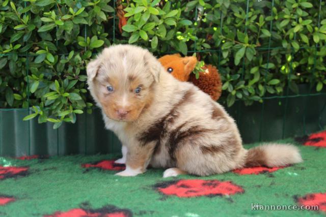 chiot berger australien lof mâle 