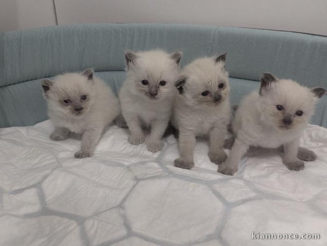 adoption chatons sibérien adorable 