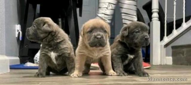 Dons chiot cane Corso disponible 
