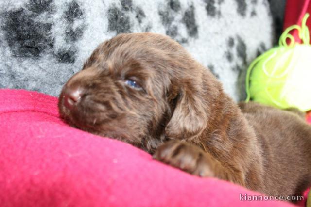 Dons chiot Terre neuve mâle 