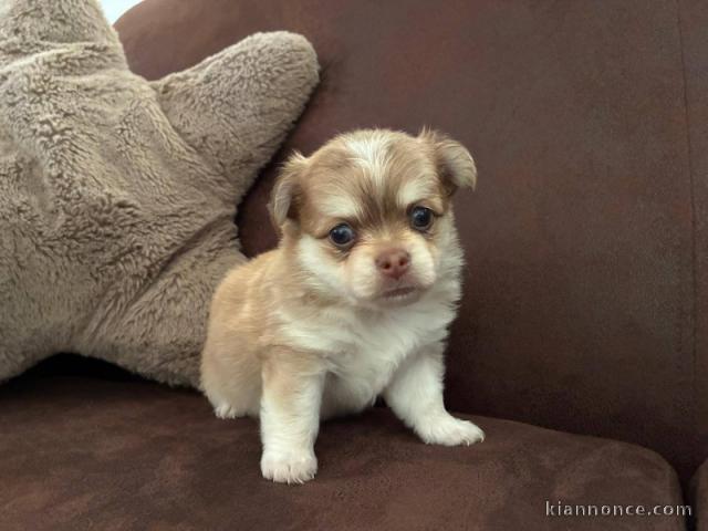 magnifique chiot chihuahua mâle a donner 