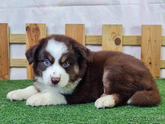 chiot berger américain minuature à adopter 
