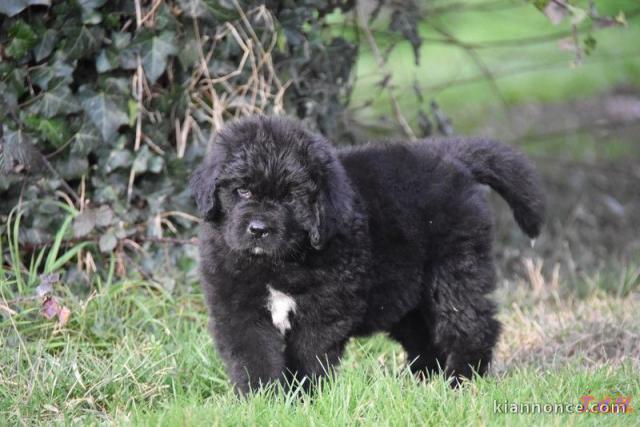 Chiot terre neuve à donner 
