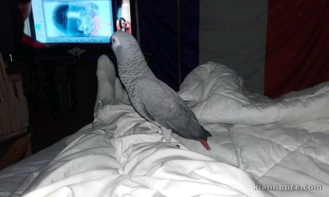 Perroquet gris du Gabon à vendre 