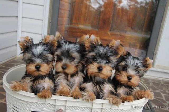 Chiot Yorkshire femelle a donner 