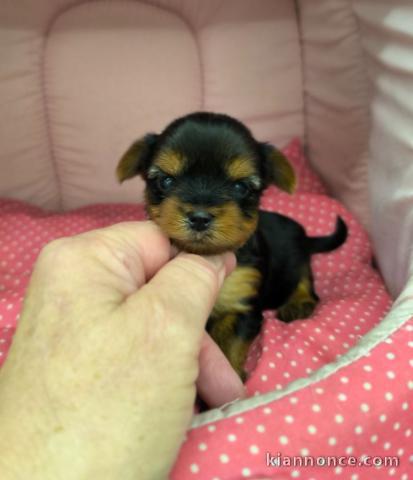 Je donne chiot Yorkshire femelle 