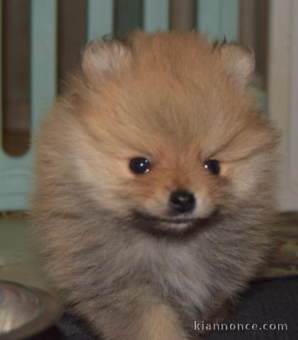 bébé chiot spitz allemand race pure 