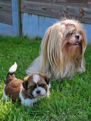 chiot Shih Tzu à donner 