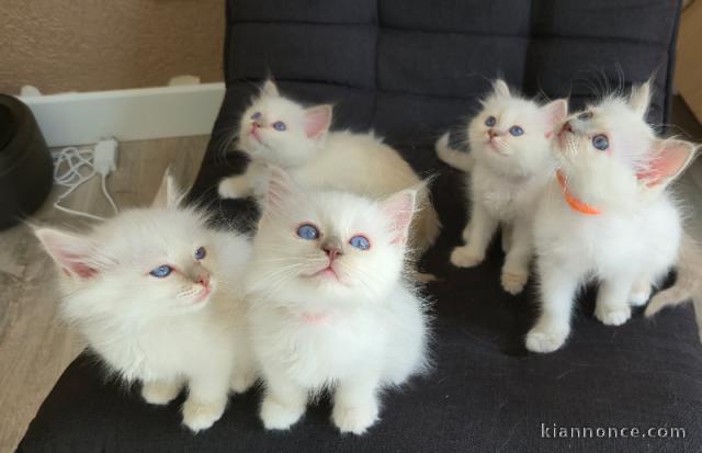 chaton sacré brimanie a donner 