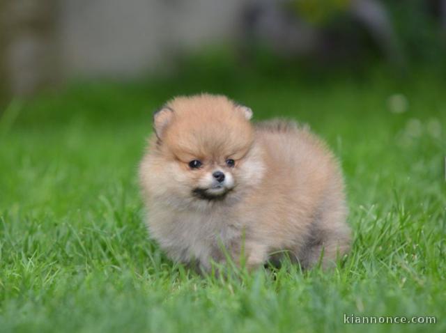 Poméranien Spitz chiots à vendre