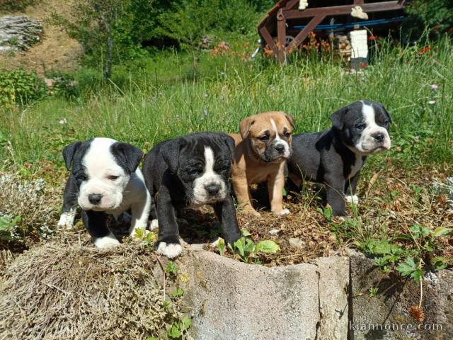 chiot bulldog continental pour adoption 