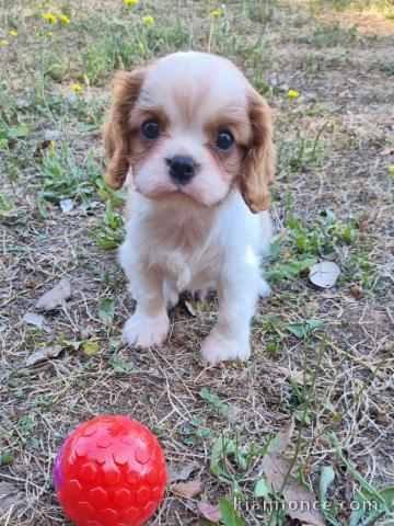 Adorable chiot cavalier king charle femelle a donner 