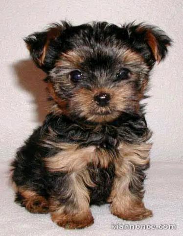 Je donne des petits chiots Yorkshire 