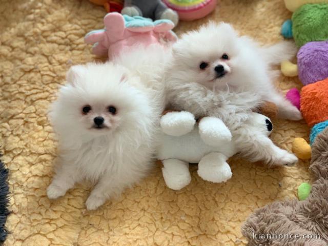 Don chiot spitz nain femelle blanche