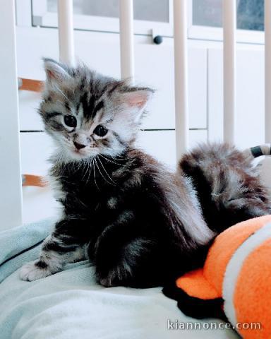 Je donne chaton Maine coon femelle 